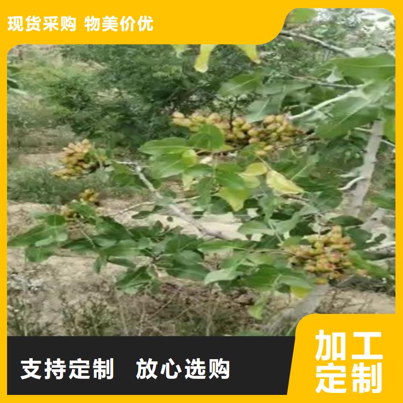 开心果【苹果苗】本地厂家值得信赖