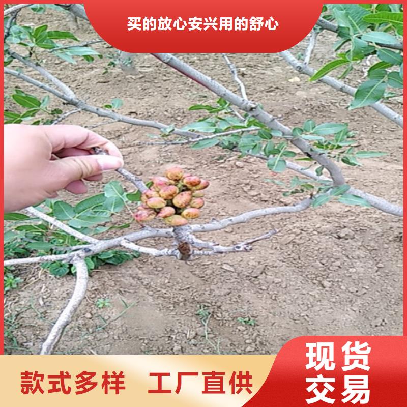 【开心果_桃树苗满足客户所需】