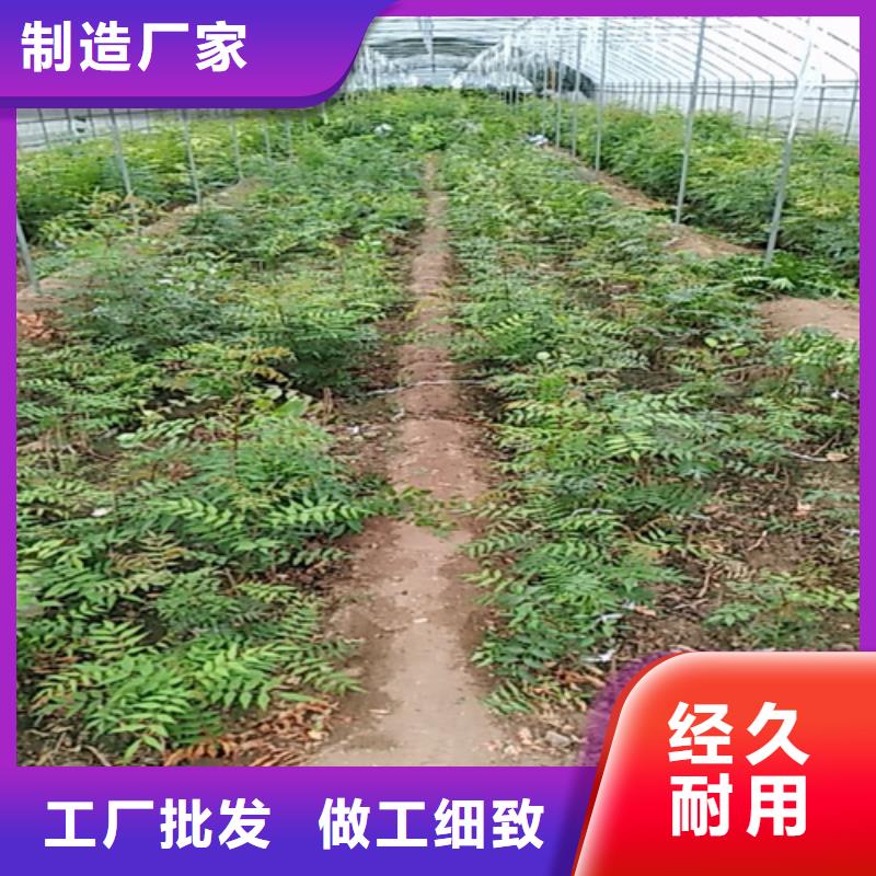 开心果樱桃苗来图定制量大从优