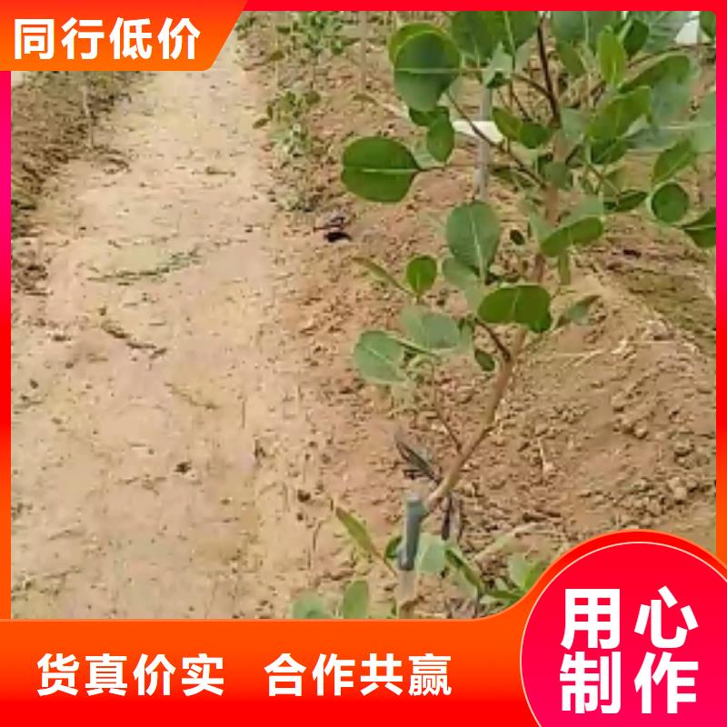 开心果【苹果苗】资质认证