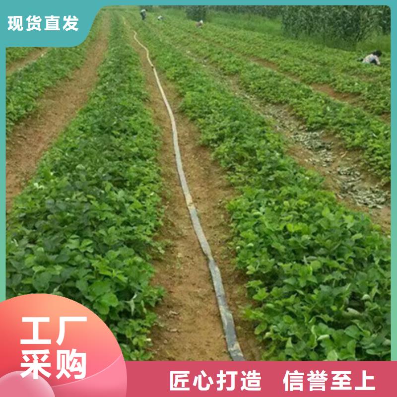 【草莓苗苹果苗基地使用方法】