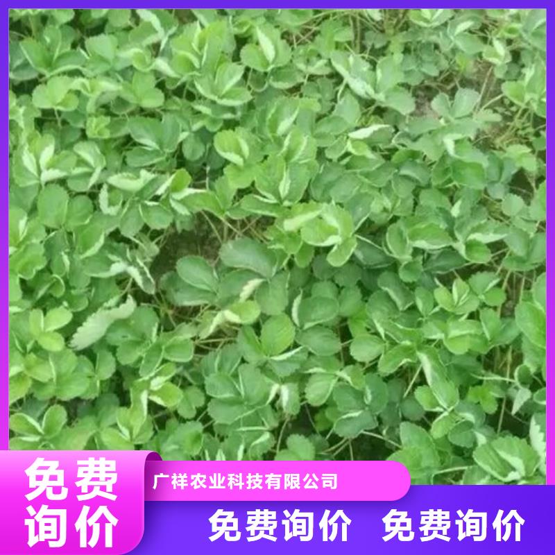 草莓苗【樱桃苗】品种全