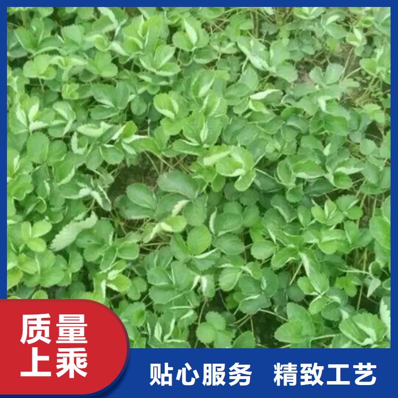 草莓苗苹果苗基地厂家直销