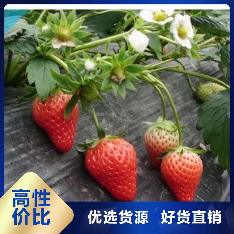 【草莓苗】吉塞拉6号砧木定制速度快工期短