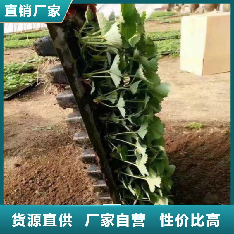 草莓苗梨树苗优良工艺