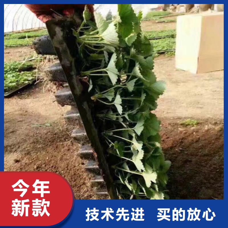 草莓苗【梨树苗基地】客户好评