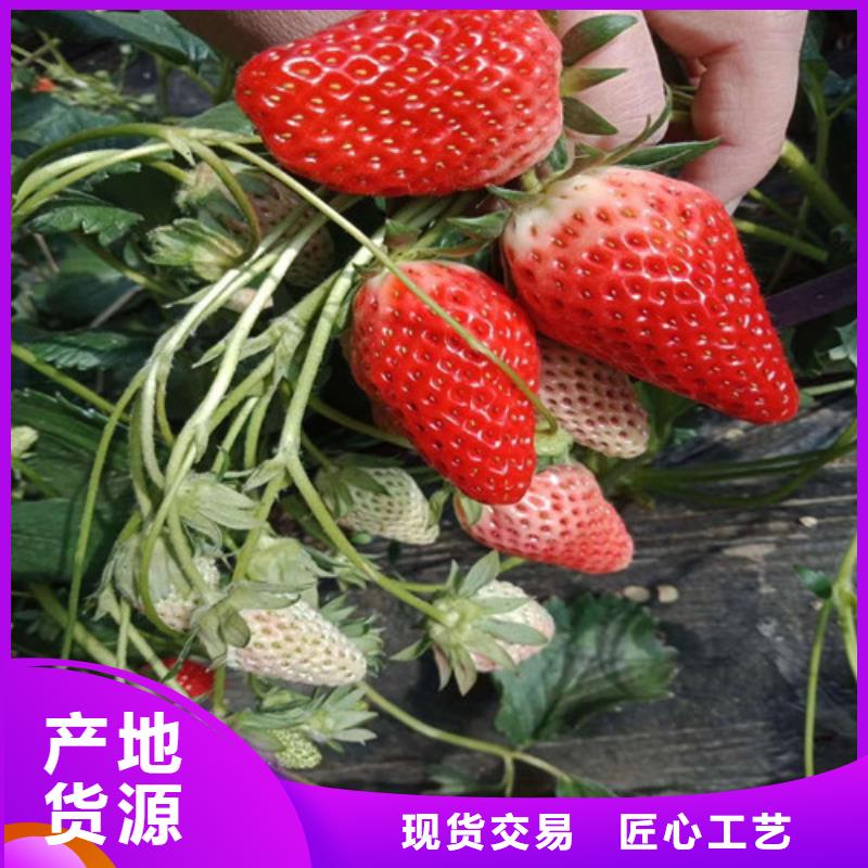 【草莓苗果树苗质优价保】