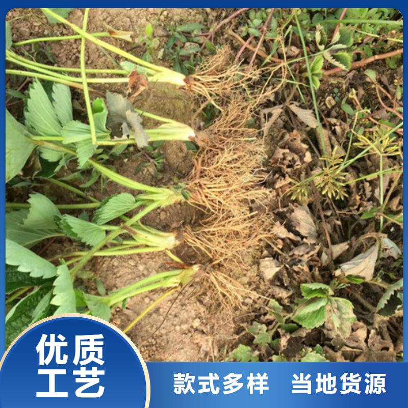 【草莓苗苹果苗基地使用方法】