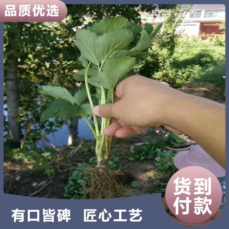 【草莓苗苹果苗基地使用方法】