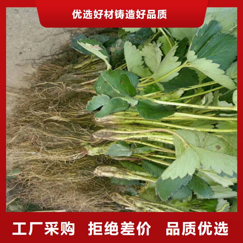 草莓苗大棚草莓苗敢与同行比质量