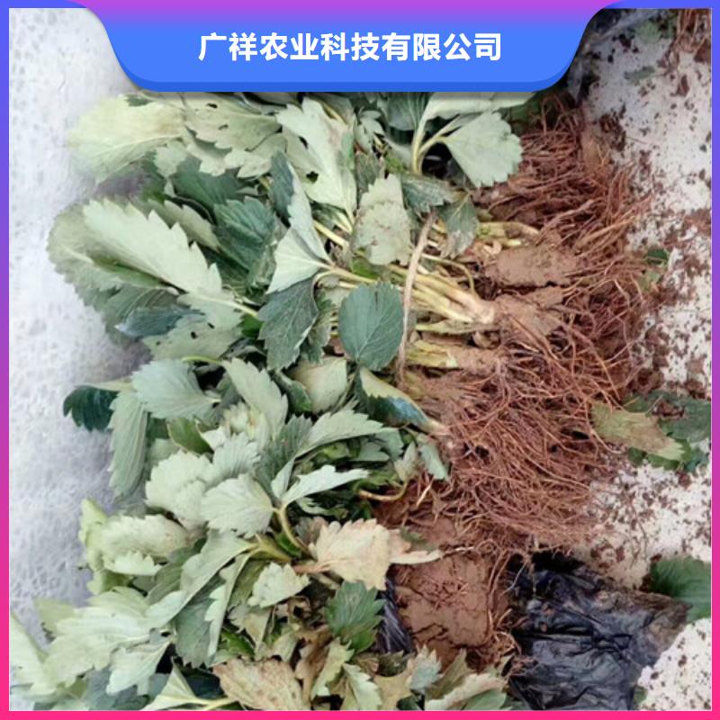 草莓苗樱桃苗支持拿样