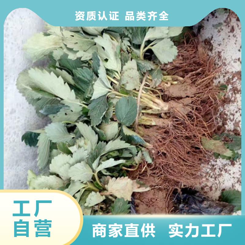 草莓苗梨树苗基地满足多种行业需求