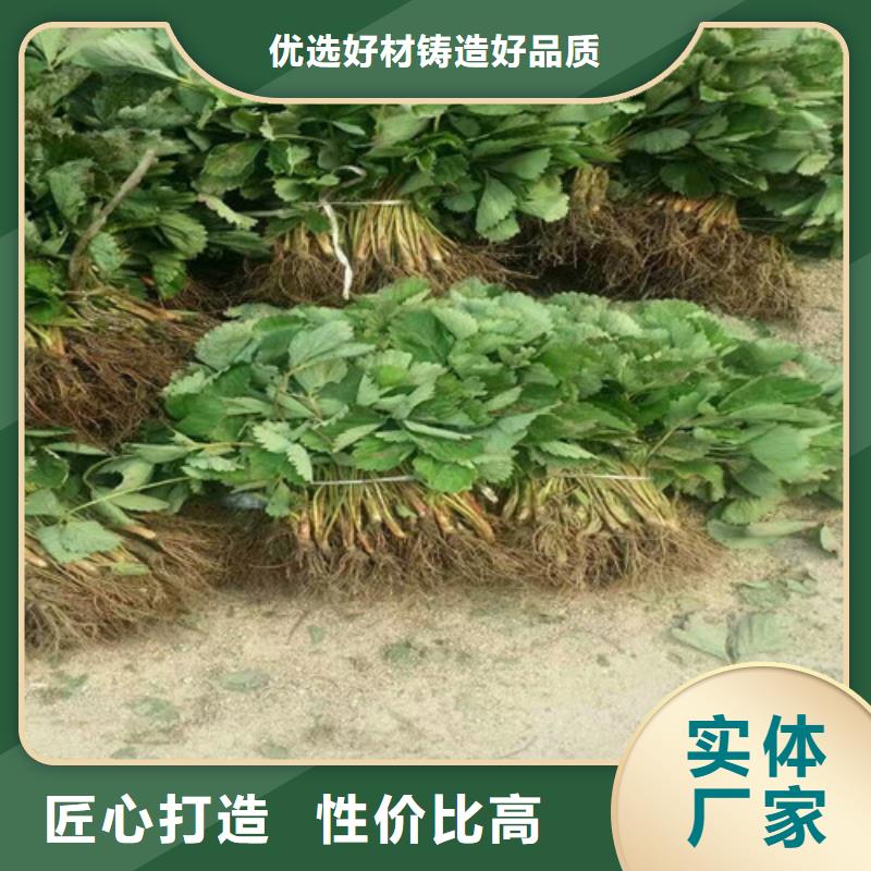 草莓苗梨树苗基地满足多种行业需求