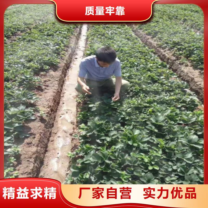 草莓苗草莓苗价格批发货源