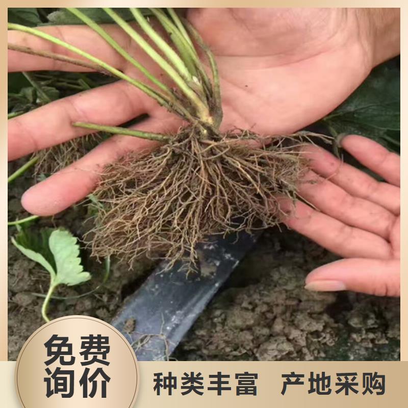 草莓苗_果树苗批发基地厂家售后完善