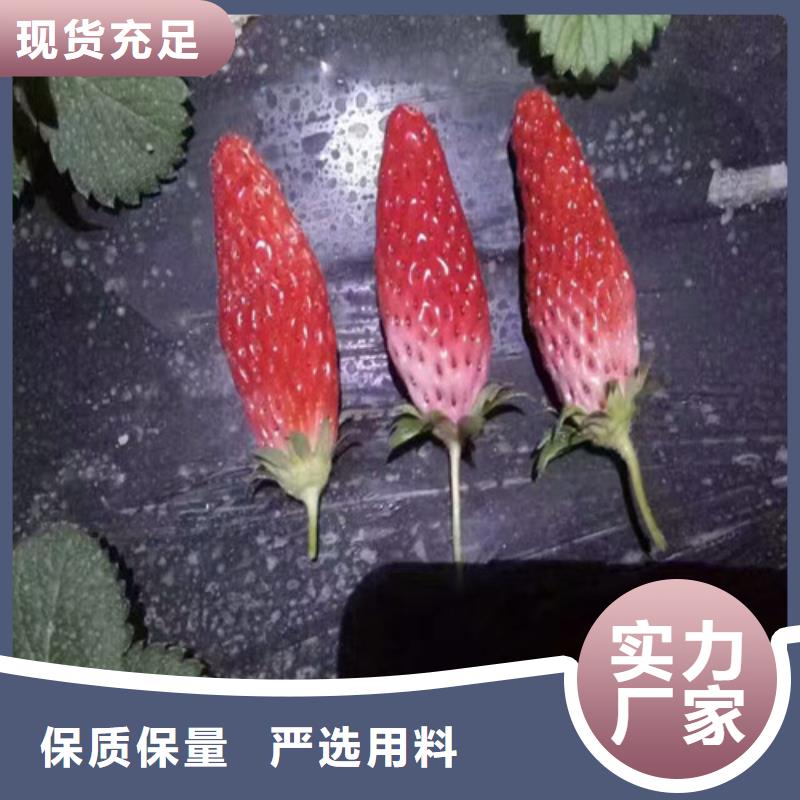 草莓苗大棚草莓苗敢与同行比质量