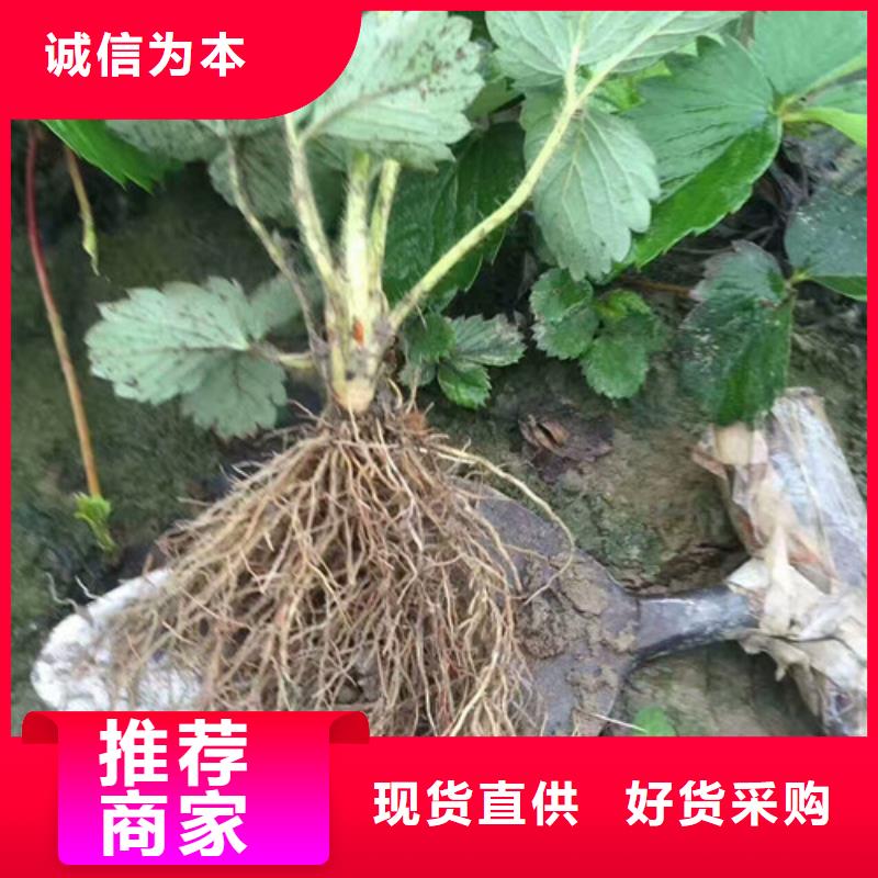 【草莓苗苹果苗基地使用方法】