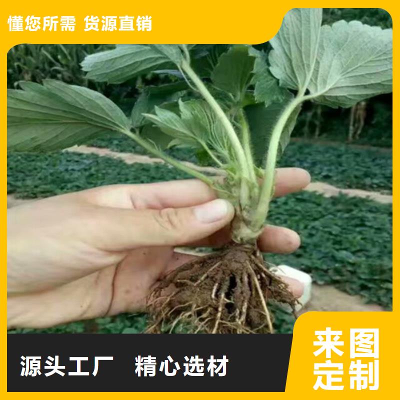 草莓苗樱桃苗现货齐全售后无忧