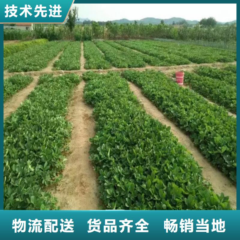 【草莓苗苹果苗基地使用方法】