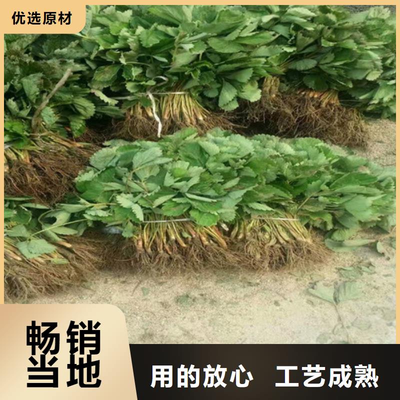 草莓苗大棚草莓苗厂家直销省心省钱