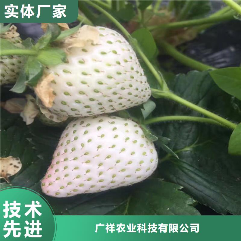 草莓苗_柱状梨树苗一件也发货