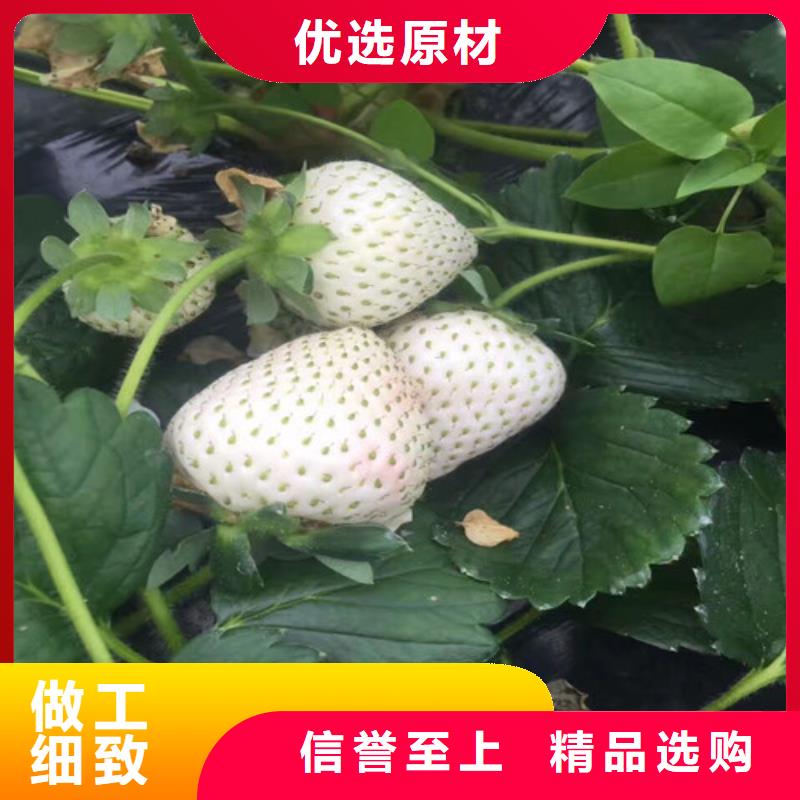 草莓苗【樱桃苗】品种全