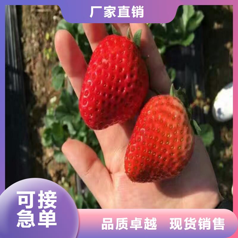 草莓苗_果树苗批发基地厂家售后完善