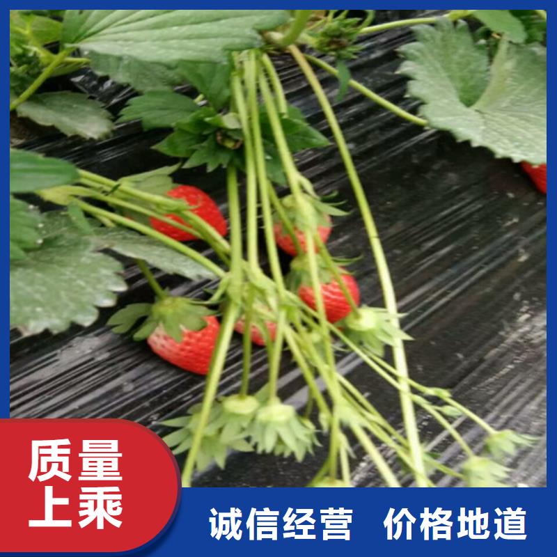 【草莓苗】吉塞拉6号砧木定制速度快工期短