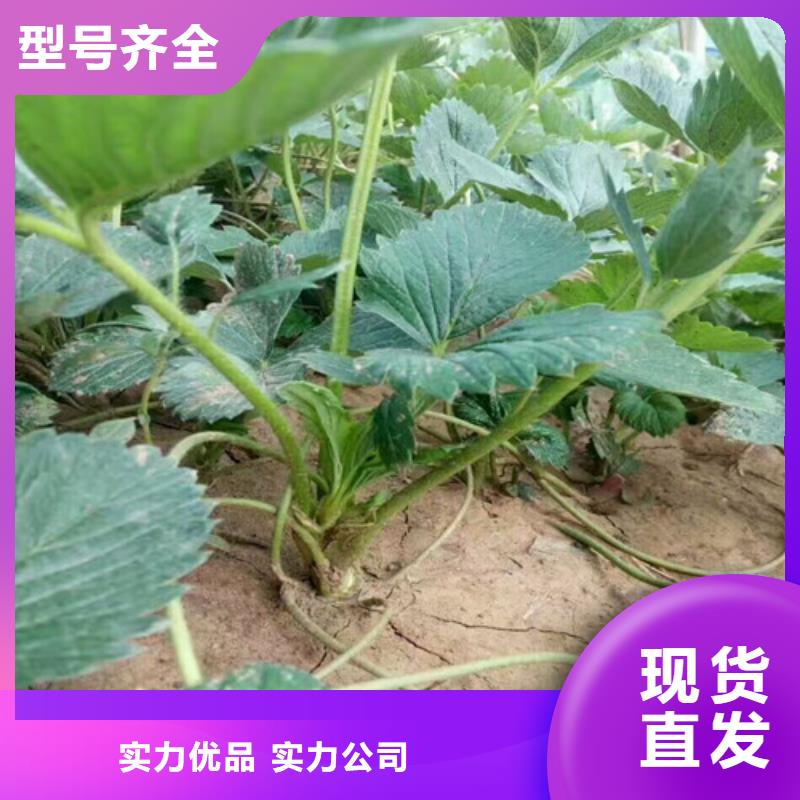 草莓苗樱桃苗支持拿样