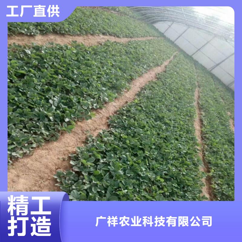 草莓苗大棚草莓苗大品牌值得信赖