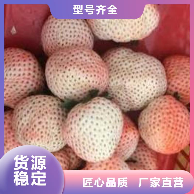 【草莓苗果树苗质优价保】