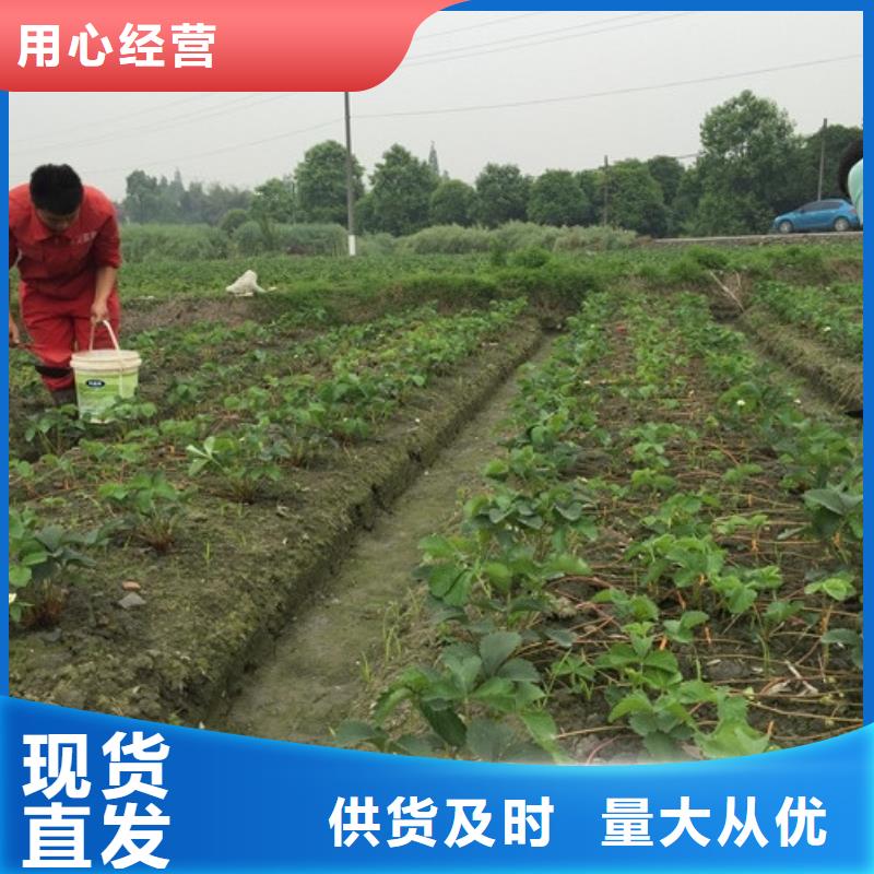 【草莓苗梨树苗基地支持拿样】