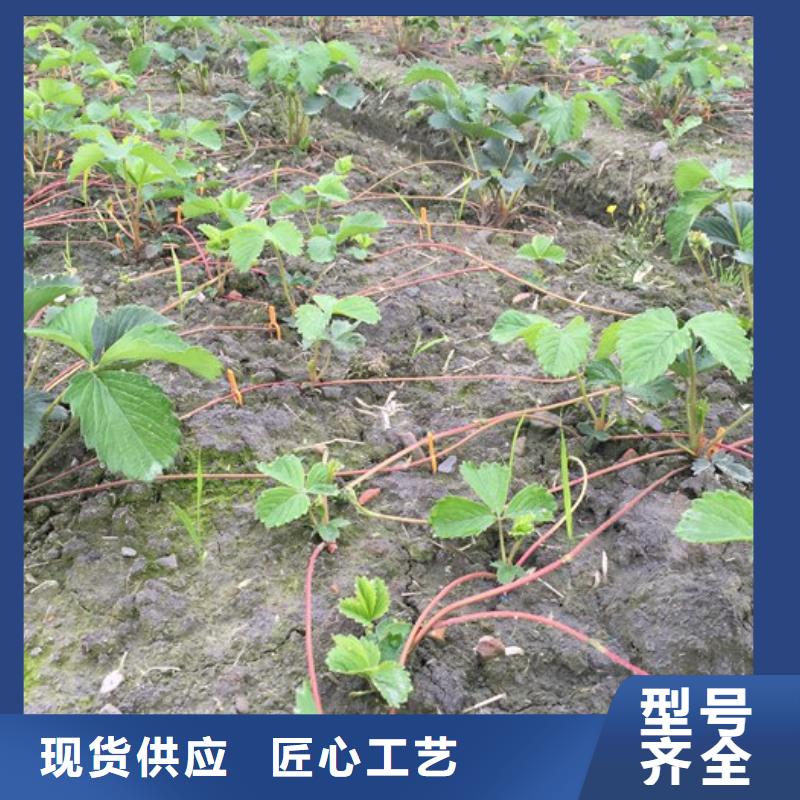 【草莓苗樱桃苗厂家精选】