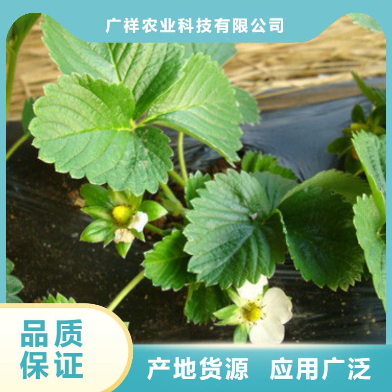 【草莓苗梨树苗基地支持拿样】