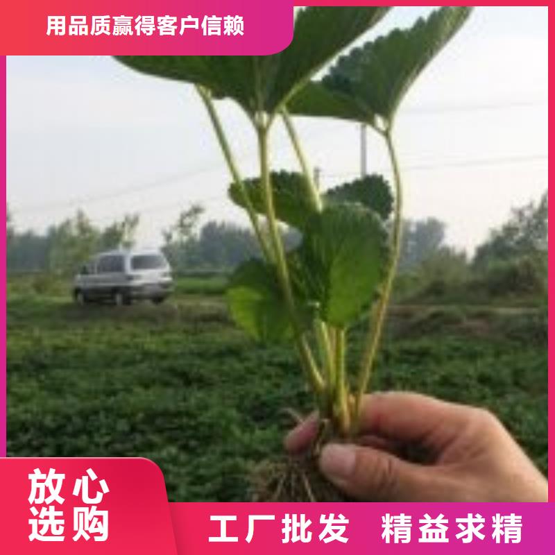 草莓苗_柱状梨树苗一件也发货