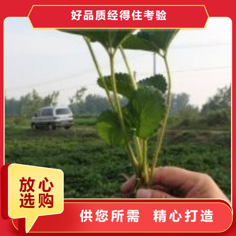 【草莓苗梨树苗基地支持拿样】