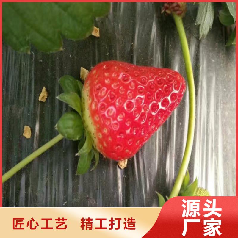 批发{广祥}草莓苗,草莓苗价格专业供货品质管控