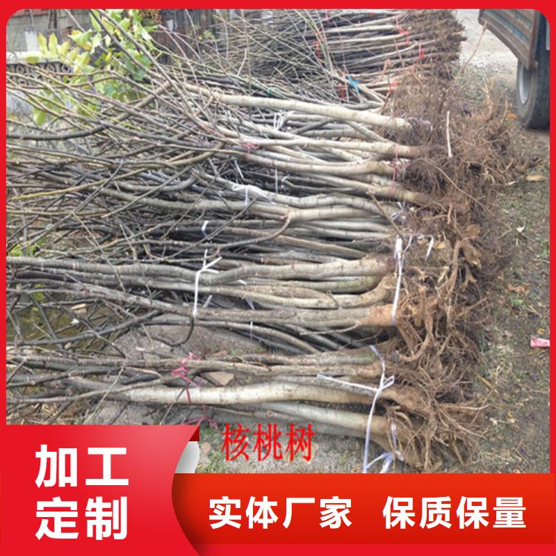 核桃苗【草莓苗价格】敢与同行比价格