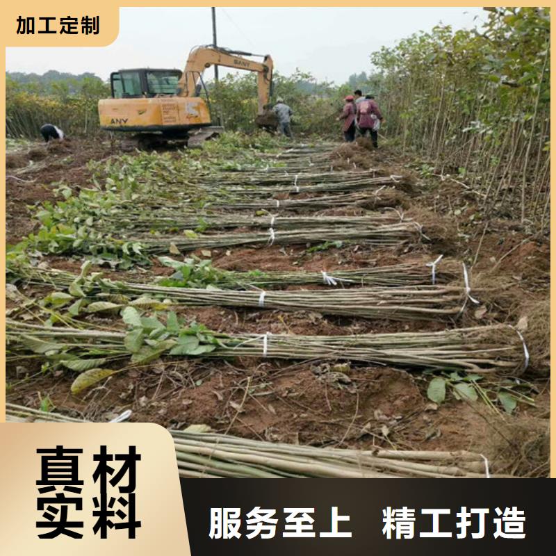 核桃苗黑珍珠草莓苗当地厂家值得信赖