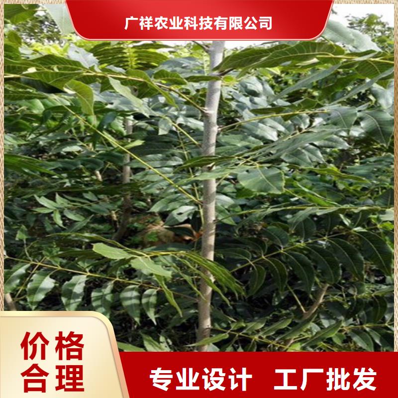 核桃苗珍珠枣油桃树苗用心做品质