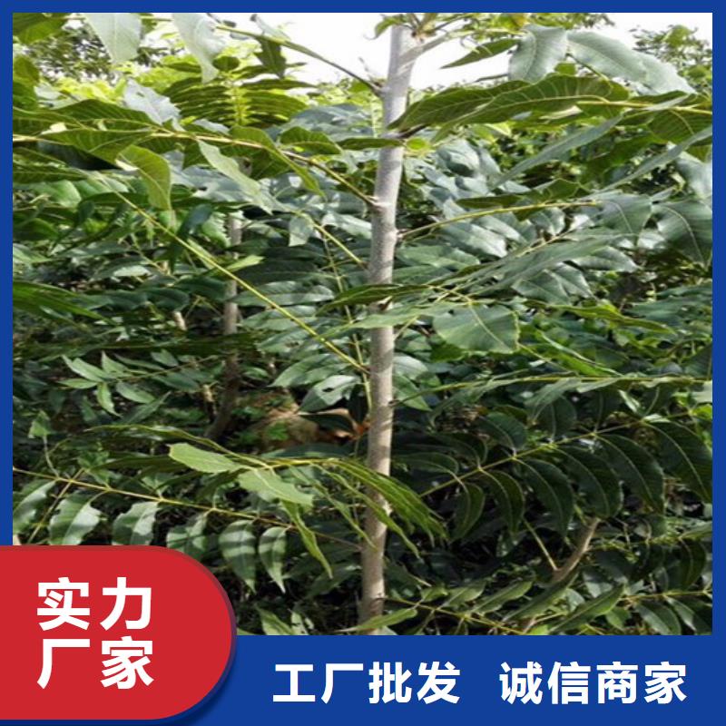 核桃苗【花椒树苗】用途广泛