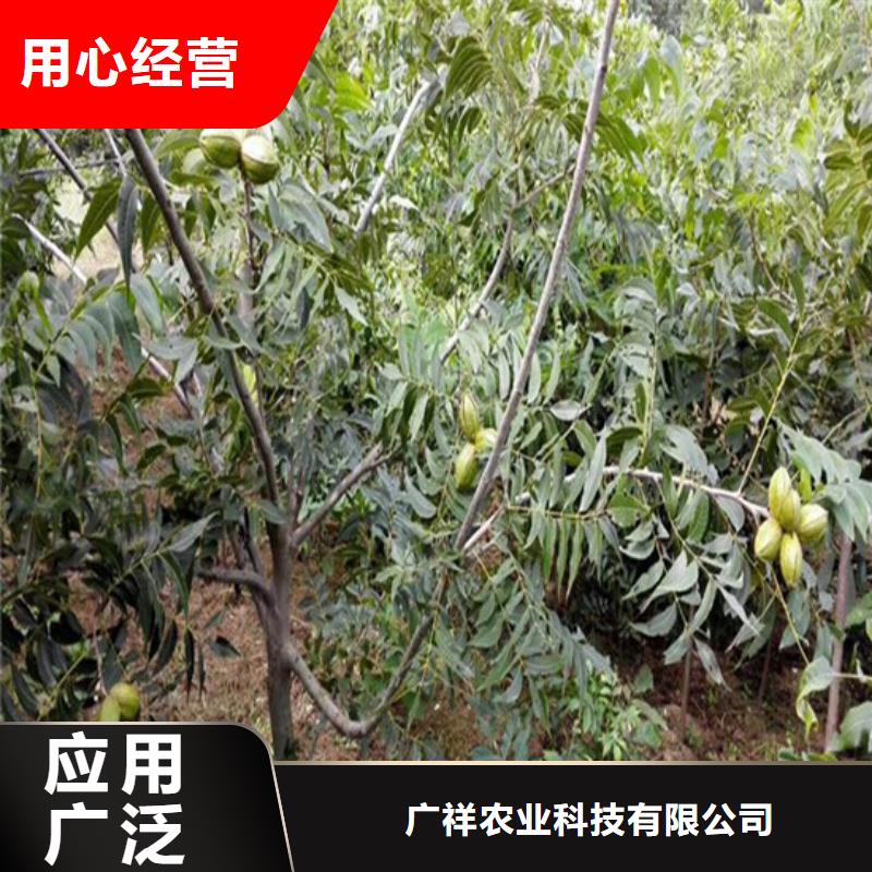 核桃苗【花椒树苗】用途广泛