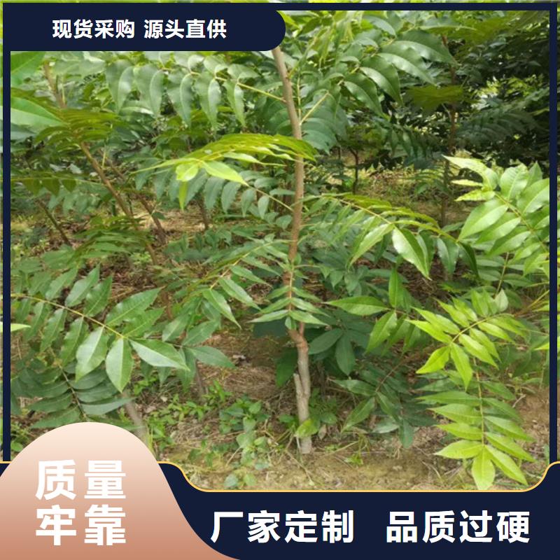 核桃苗大棚草莓苗厂家直销安全放心