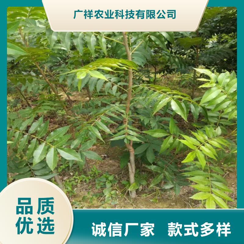 【核桃苗】,桃树苗基地工厂现货供应