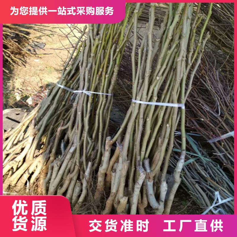 核桃苗草莓苗价格满足客户所需