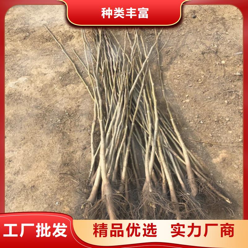 【核桃苗】,桃树苗基地工厂现货供应