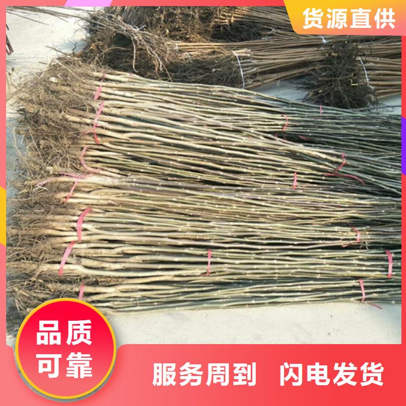 核桃苗-草莓苗价格质量好