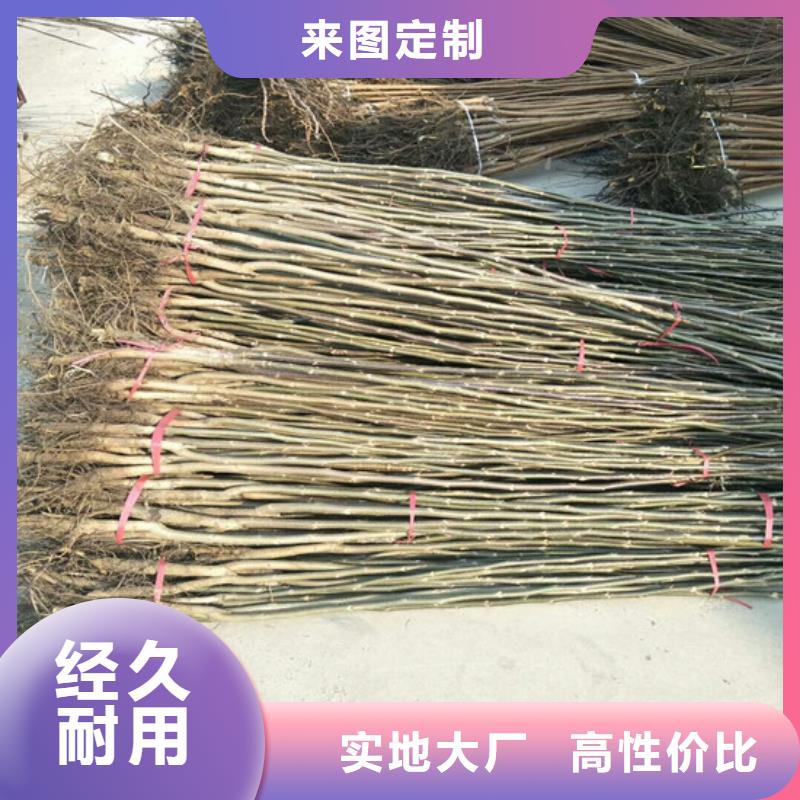 【核桃苗】,桃树苗基地工厂现货供应