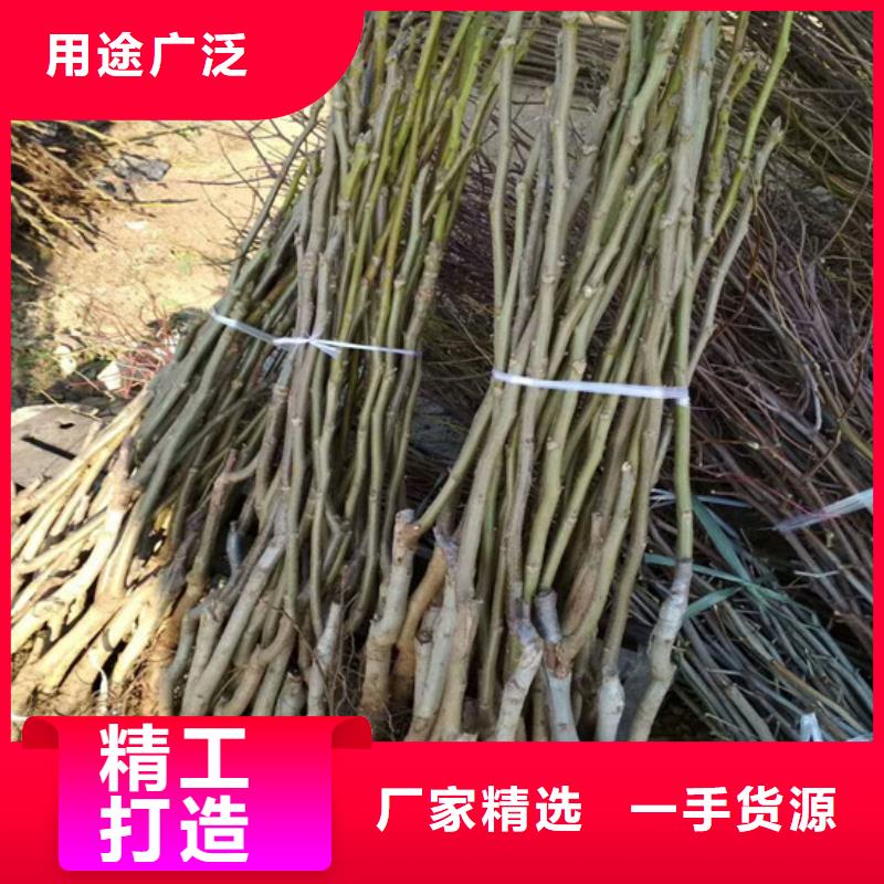 核桃苗大棚草莓苗厂家直销安全放心