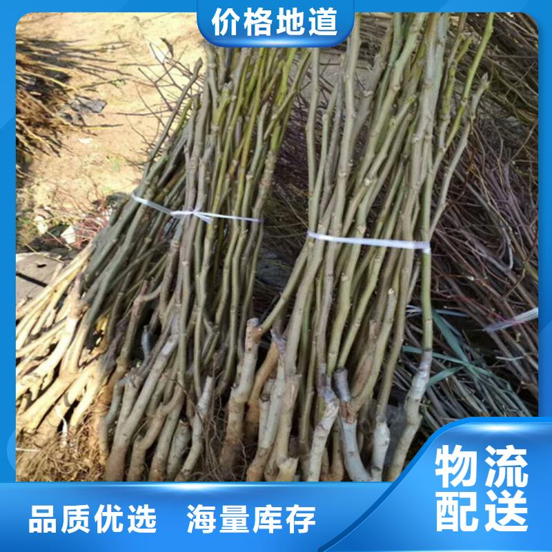 核桃苗草莓苗价格严格把关质量放心